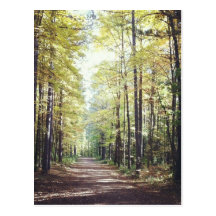 Nature Postcard: Beautiful Walk in the Forest