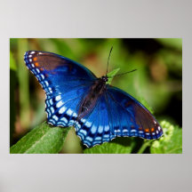 Natures Art Poster