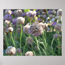 Nature's Beauty II Posters