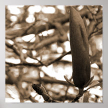 Natures Beauty Poster