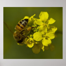 Natures Beauty Posters
