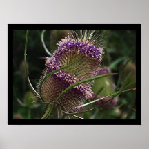 Natures Beauty Print