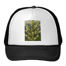 Natures Colour Hats