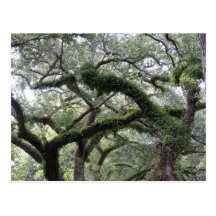 Nature's Greenery #1 Postcards