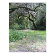 Nature's Greenery #4 Postcard