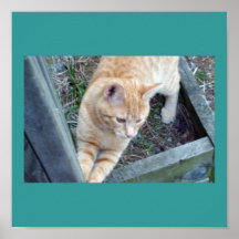 Natures Kitty Print