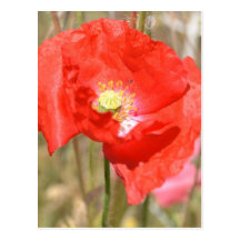 Nature's Symphony Poetry Post Card