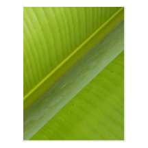 Natures Tranqulizer Postcard