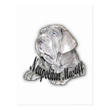 Neapolitan Mastiff Postcard