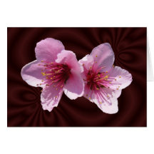Nectarine Blossoms ~ card