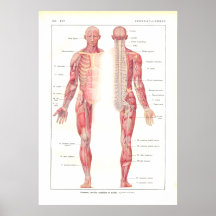 Nervous System Anatomy Poster in French