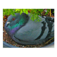 Nesting Pigeon Postcard