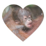 New Baby Orangutan Born Wild in Rainforest Sticker stickers