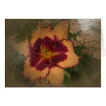 New Day Gardens Note Cards- Daylily 'Sabine Baur'