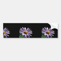 New England Aster Bumper Stickers