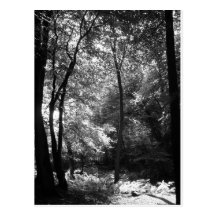 new forest september postcard