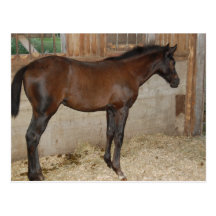 New Pony/Horse Post Card