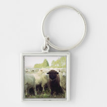 New Zealand Key Chains