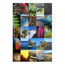 New Zealand Kiwiana nature scenes Post Cards
