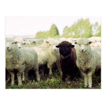 New Zealand Postcards