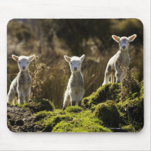 New Zealand, South Island, Fiordland National Mouse Pad