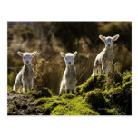 New Zealand, South Island, Fiordland National Post Cards