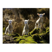 New Zealand, South Island, Fiordland National Post Cards