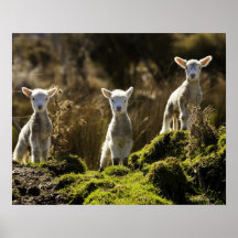 New Zealand, South Island, Fiordland National Posters