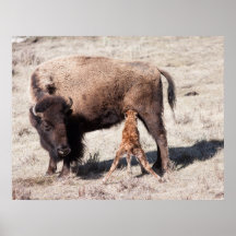 Newborn Bison Eating Posters