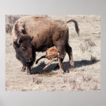 Newborn Bison Eating Print