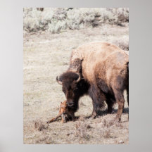 Newborn Bison Posters
