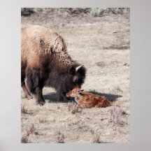 Newborn Bison Posters