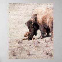 Newborn Bison Print
