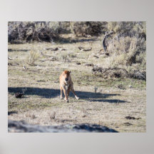 Newborn Bison Print
