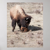 Newborn Bison Print