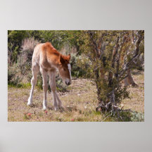 Newborn Innocence Poster