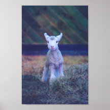 Newborn Lamb Print