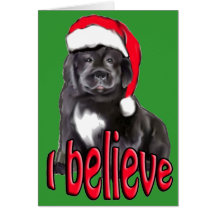 Newf puppy Christmas Cards