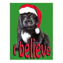 Newf puppy Christmas Post Card