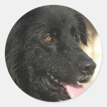 Newfoundland Dog Sticker