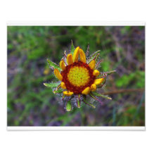 Newly opened bud photographic print