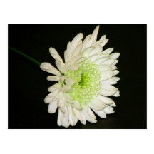 Nice Chrysanthemum Post Card