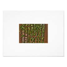 Night Blooming Jasmin Art Photo