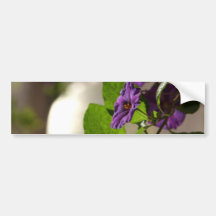Nightshade Flowers Bumper Sticker