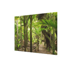 Nikau Palms, Heaphy Track, near Karamea, Canvas Print