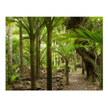Nikau Palms, Heaphy Track, near Karamea, Post Cards