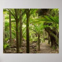 Nikau Palms, Heaphy Track, near Karamea, Print