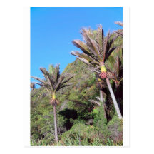 Nikau palms iconic New Zealand trees Postcards