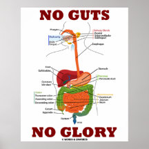 No Guts No Glory (Digestive System Anatomy) Posters