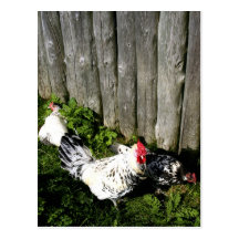 No one here but us chickens post cards